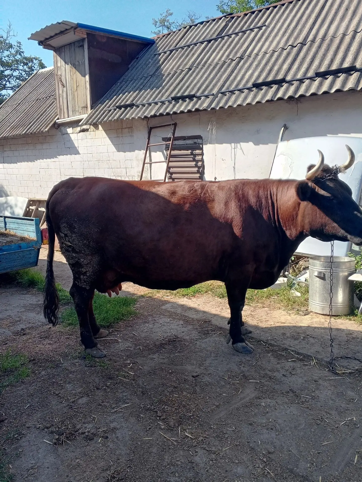 Продам корову на мясо