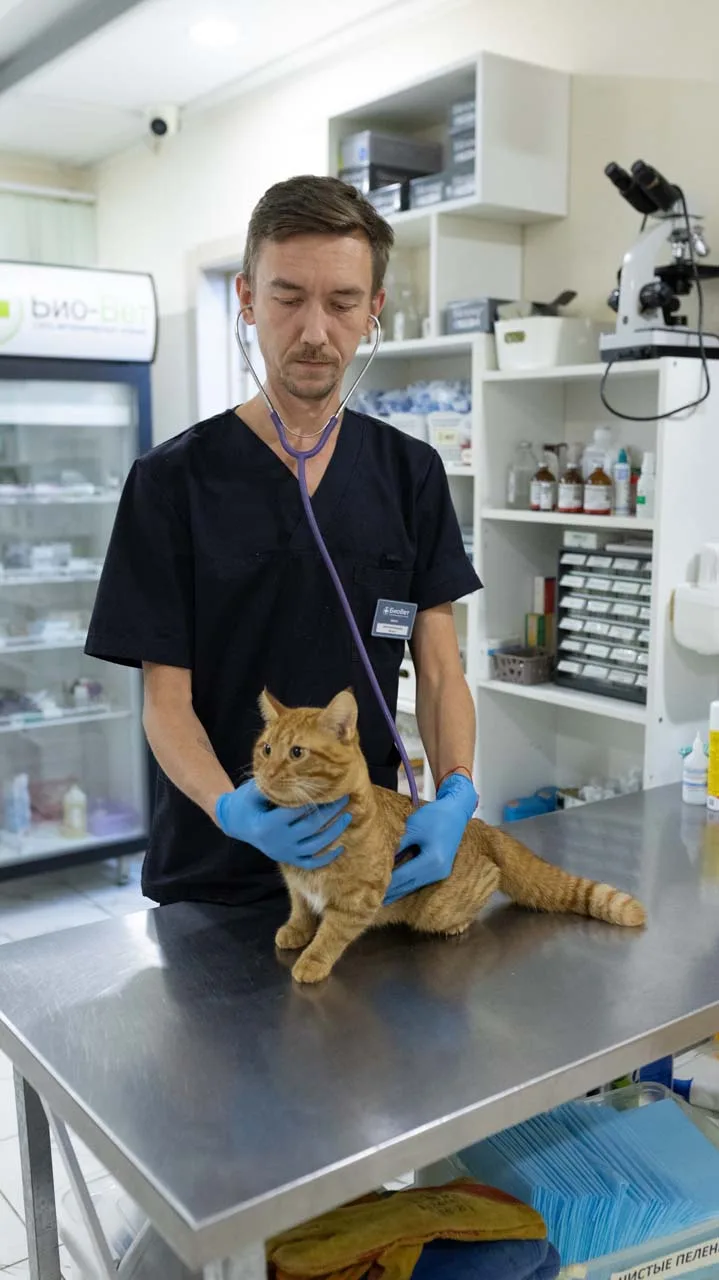 Как понять, что у кота мочекаменная болезнь? 🐱🚨