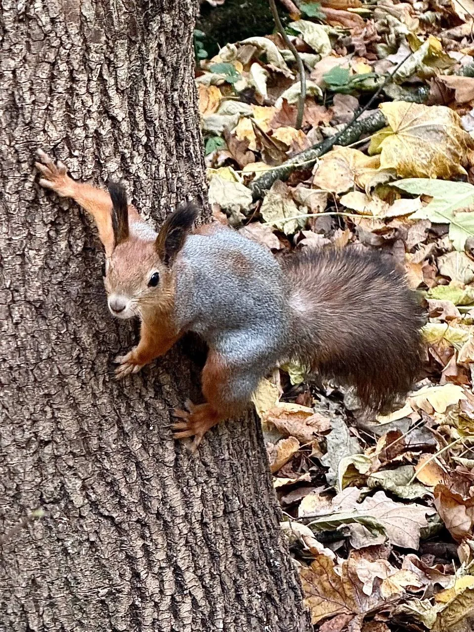 Заряжаемся позитивом на этот день 🐿
