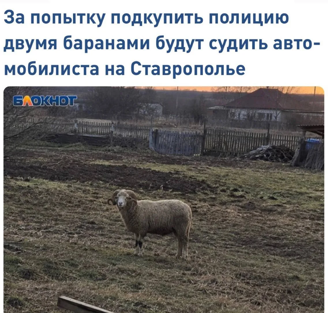 ❗️«За попытку подкупить полицию двумя баранами будут судить автомобилиста на Ставрополь...