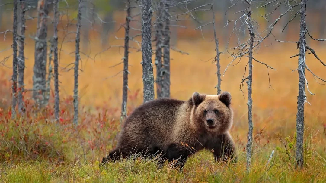 🐻 В Губкинском нашли следы медведя