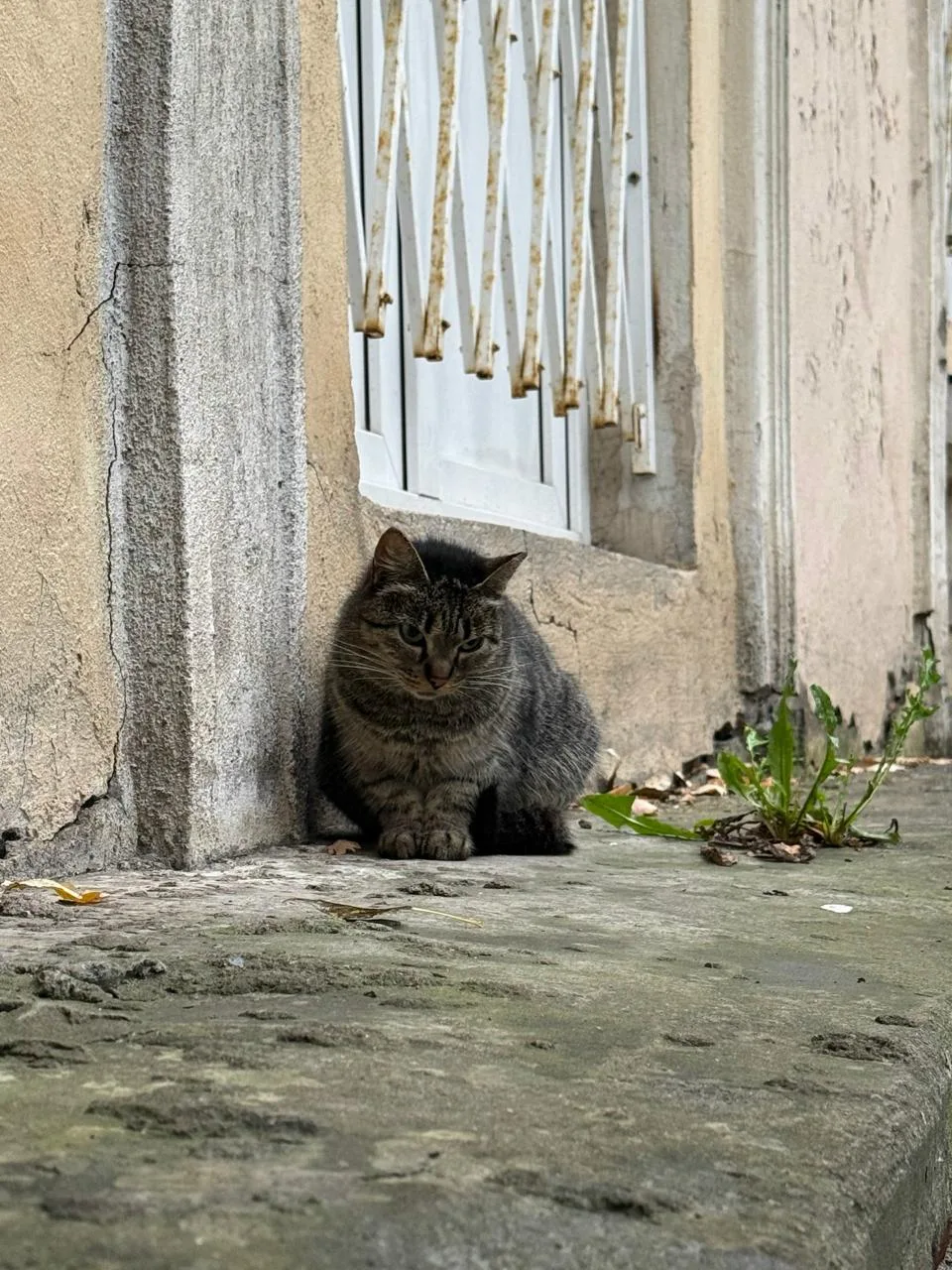м. Ломоносовская, ул. Ивановская 12, прямо у ПНД. Очень красивая, пугливая, но ласковая...