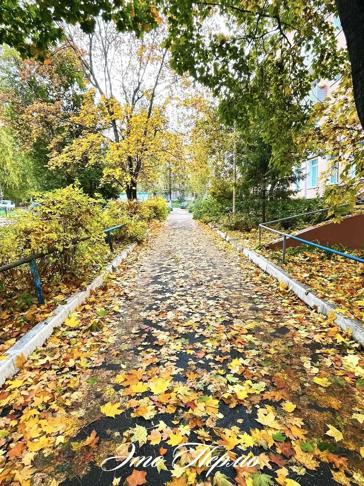 Золотой ковёр 🍁