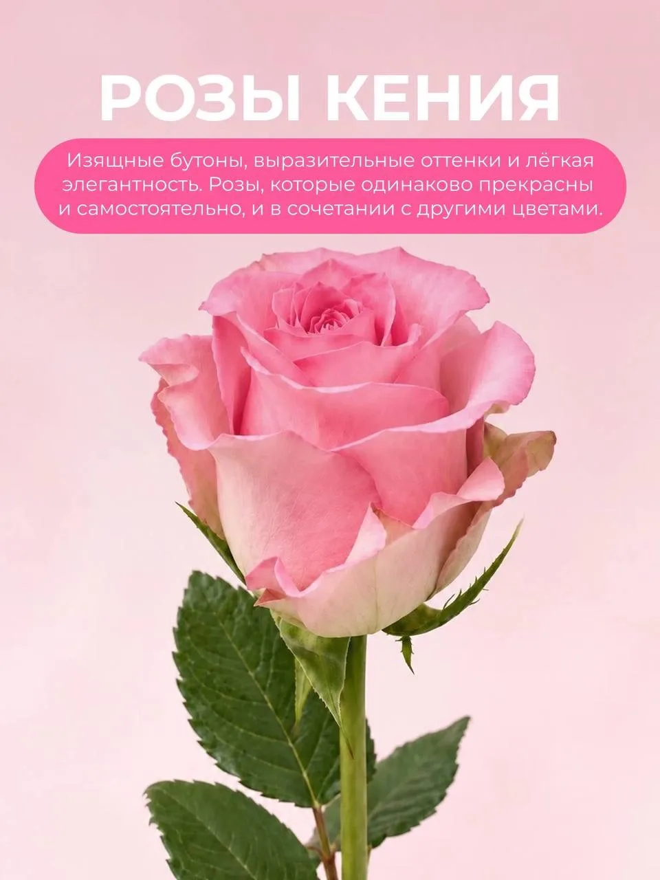 Продлеваем жизнь кенийским розам🌹