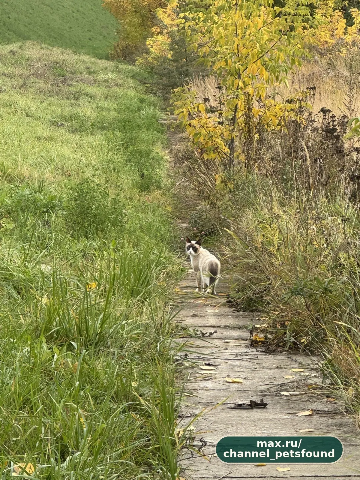 🐾 Найден питомец — Красногорск