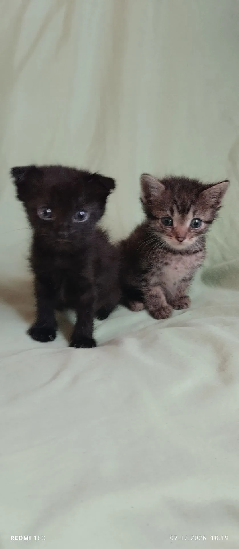 Котята два мальчика первые и две девочки, 1месяц кушают сами пытаются ходить на лоток. ...