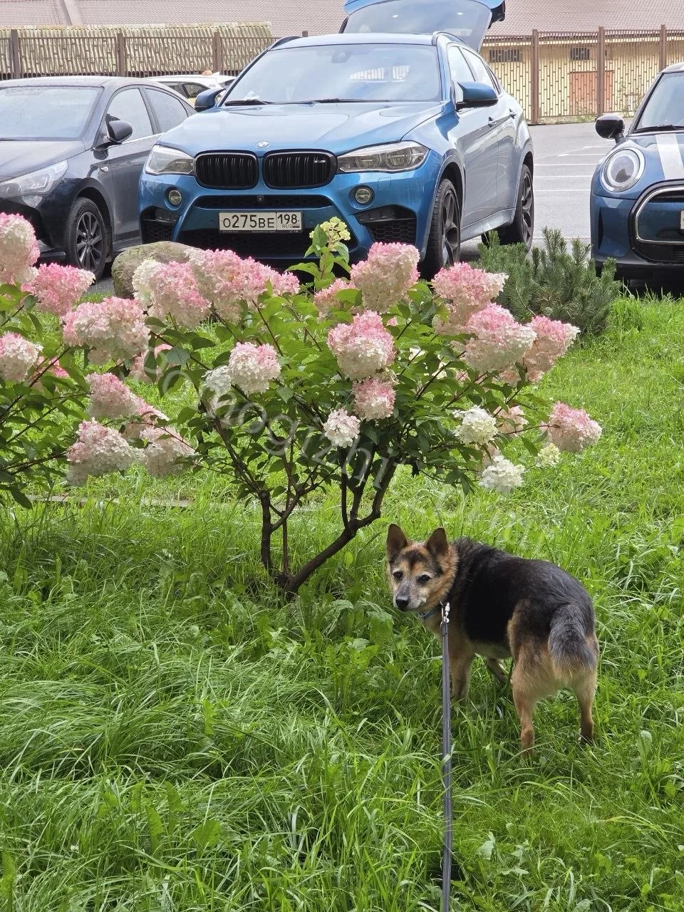 Привет с мягкого дивана! 🛋️🐾