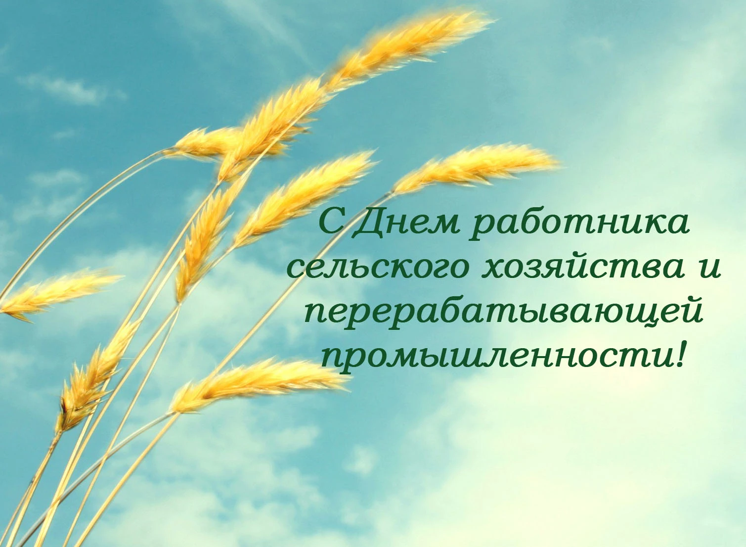 Уважаемые работники и ветераны агропромышленного комплекса Советско-Гаванского округа!