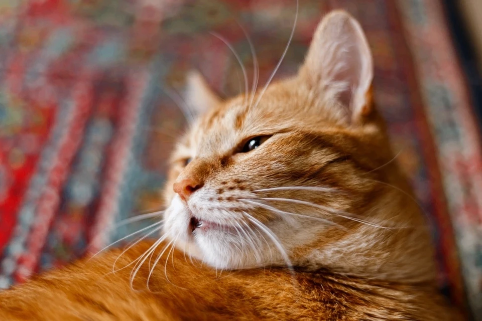 🐈🧬 Все рыжие коты имеют общего предка: откуда они прибыли и почему такие особенные