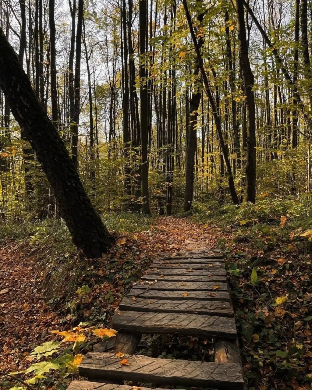 В Красногорске наступила осень 🍂🍁