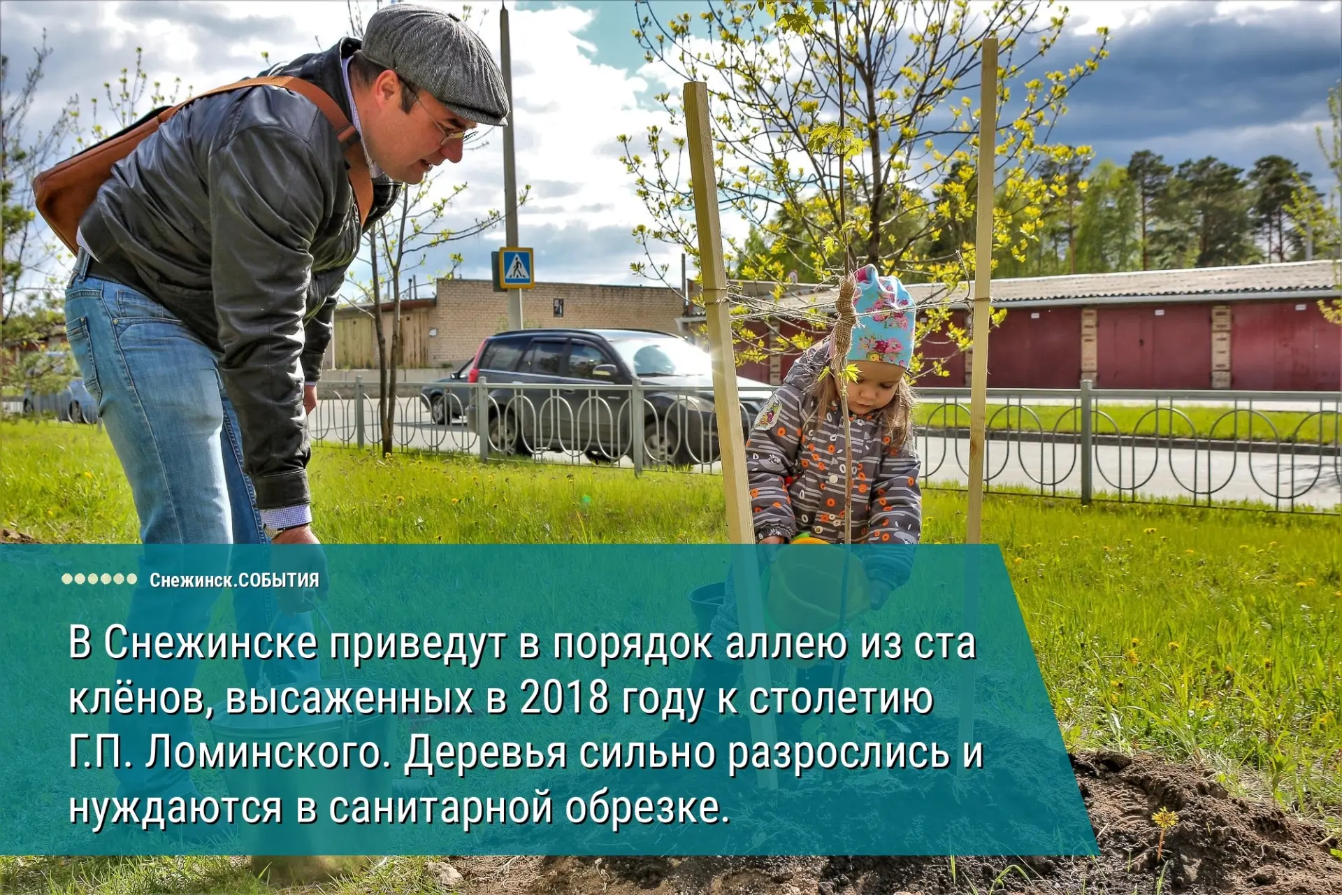 Клёны на Ломинского приведут в порядок