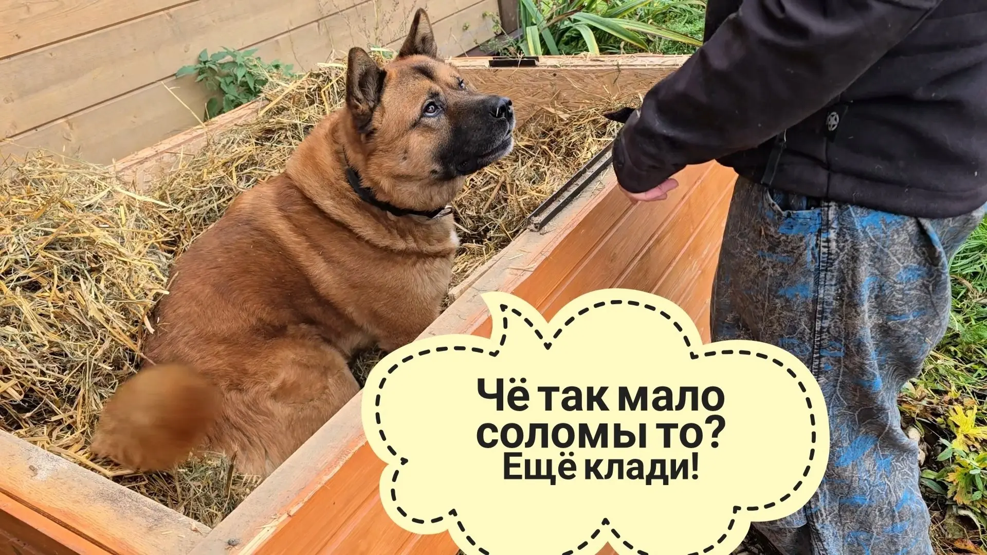 Пёс Кубик иногда просто бесит! Огненный закат плавно перешёл в поездку за собачьим утеп...
