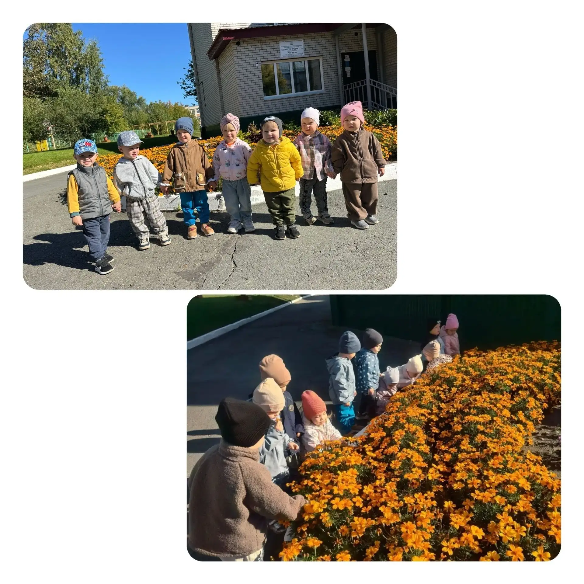 🌼 Знакомимся с осенними цветами!