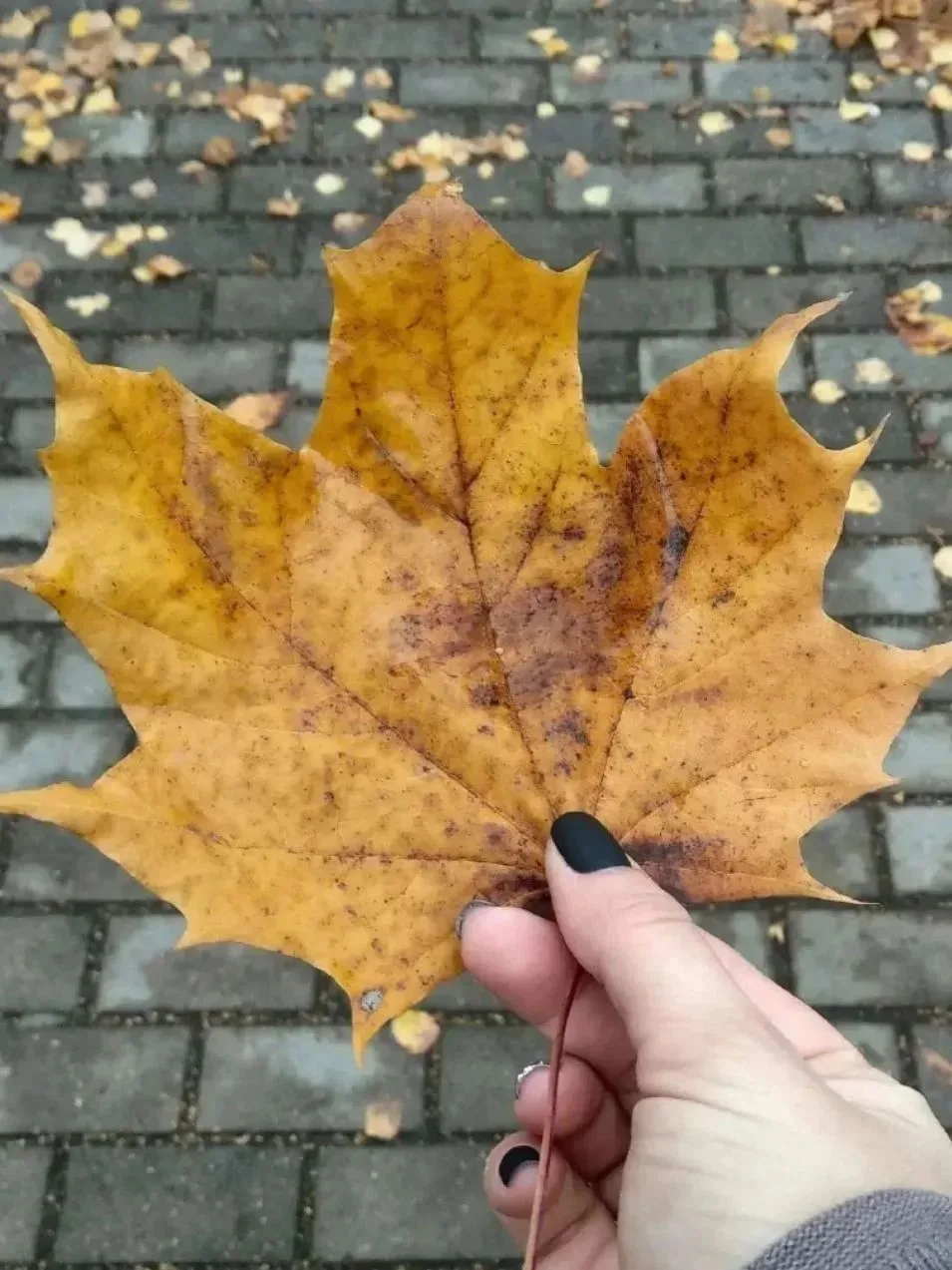 Экстраверты vs интроверты: мои правила и подходы 🍂