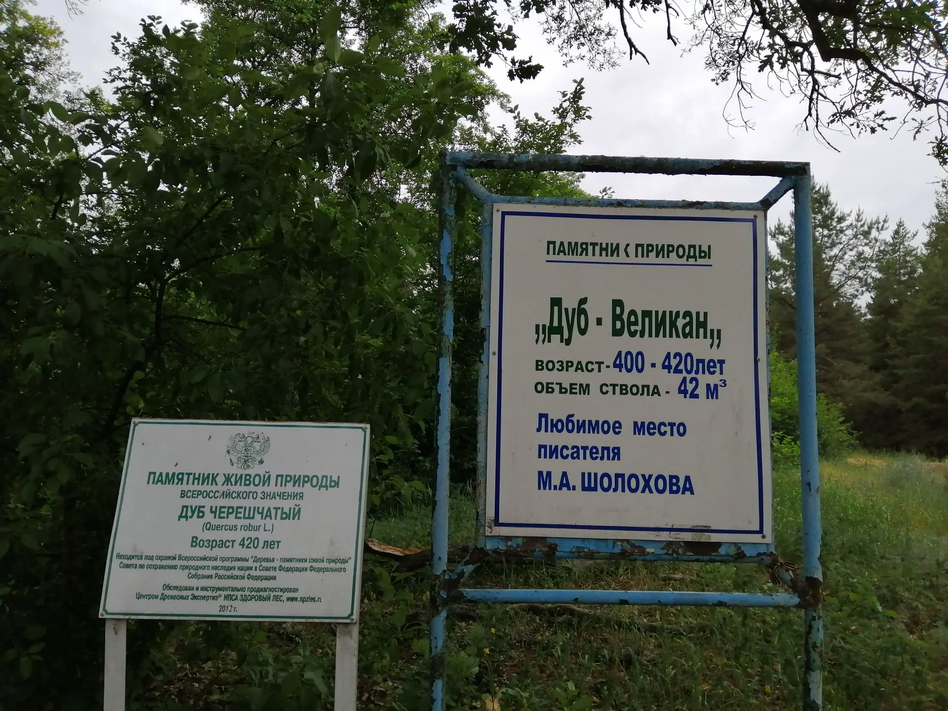 Дуб Великан! Близь станицы Вёшенской. Место где чёрпал вдохновение М.А.Шолохов
