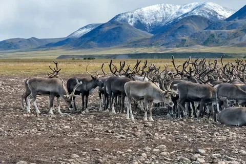 На территориях проживания коренных народов Севера нет древесных массивов лиственных пор...