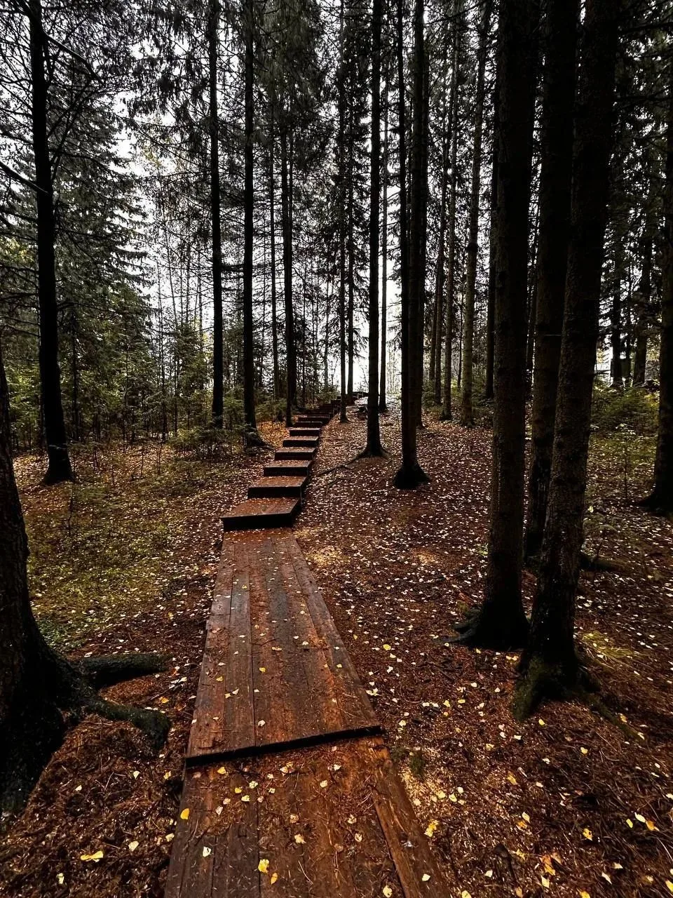 🌳  В окружной столице завершили благоустройство экологической тропы «Лыска» в Самаровс...