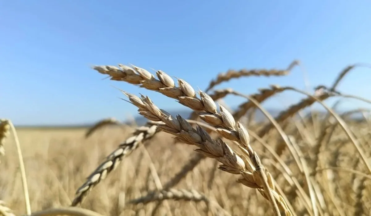 Хакасия: 80% урожая в закромах
