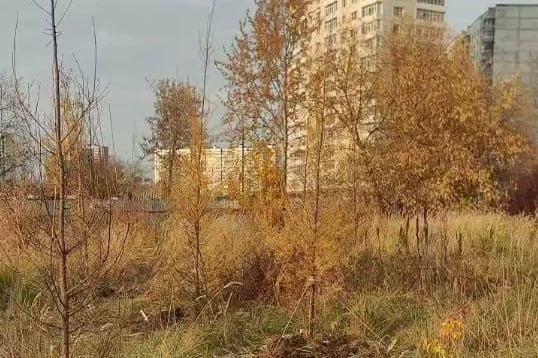🌲 На Крылатских Холмах высадили молодые лиственницы