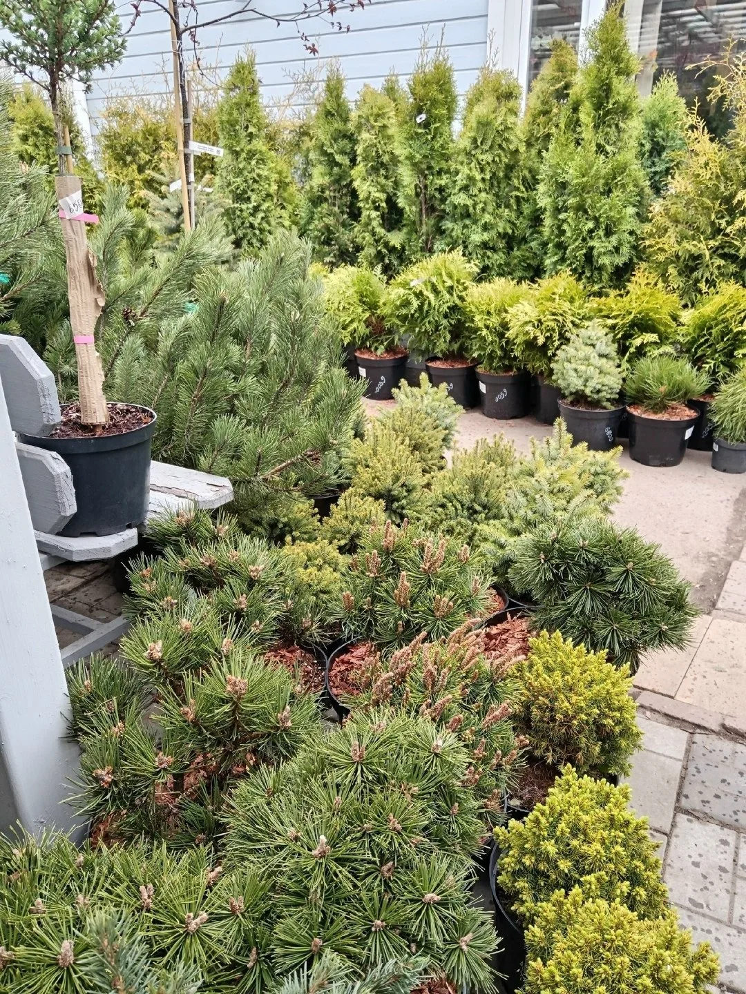 🌲 ЭКСКЛЮЗИВНЫЕ ХВОЙНЫЕ РАСТЕНИЯ
