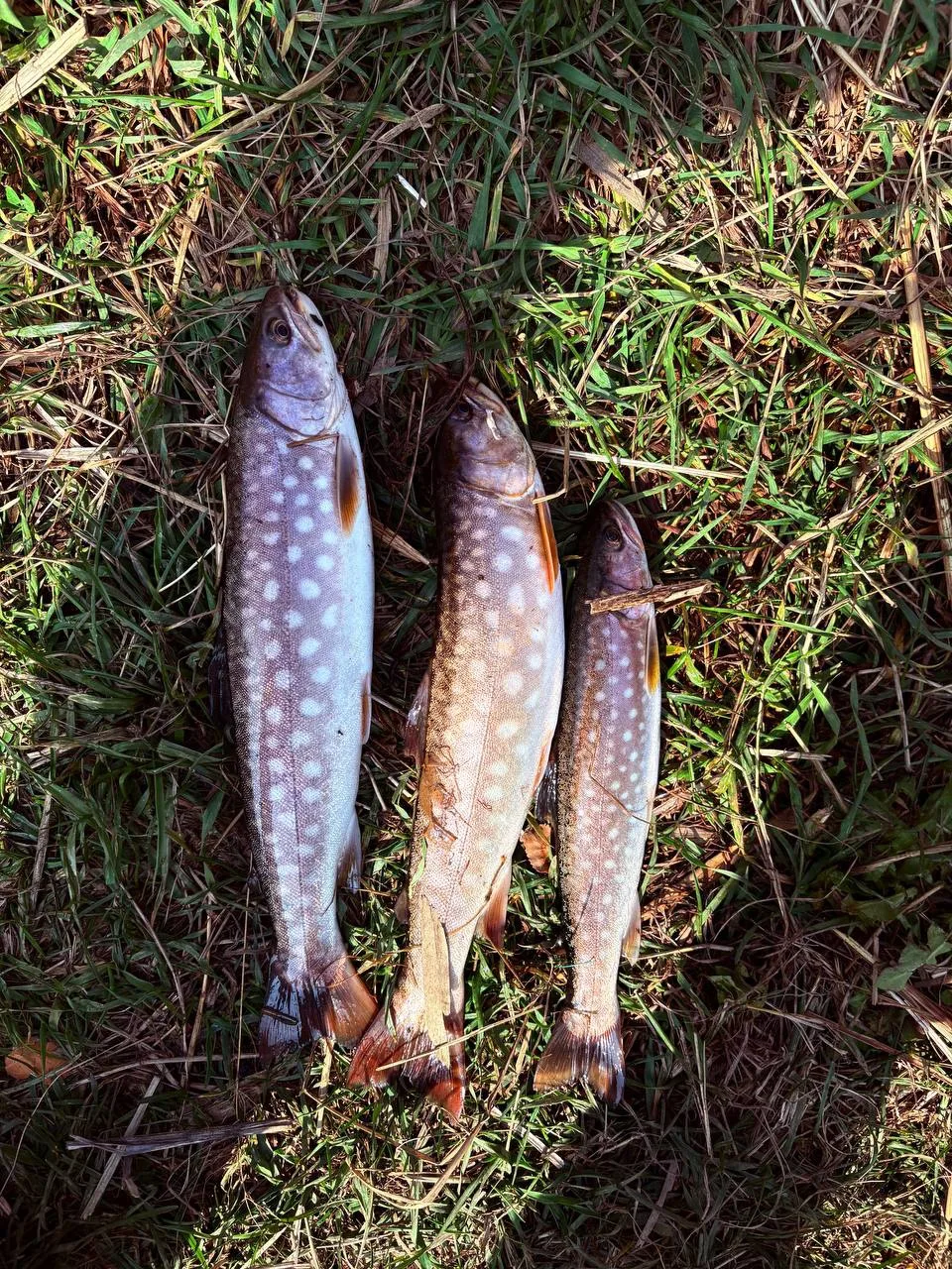 Осенняя Кунджа. Юг