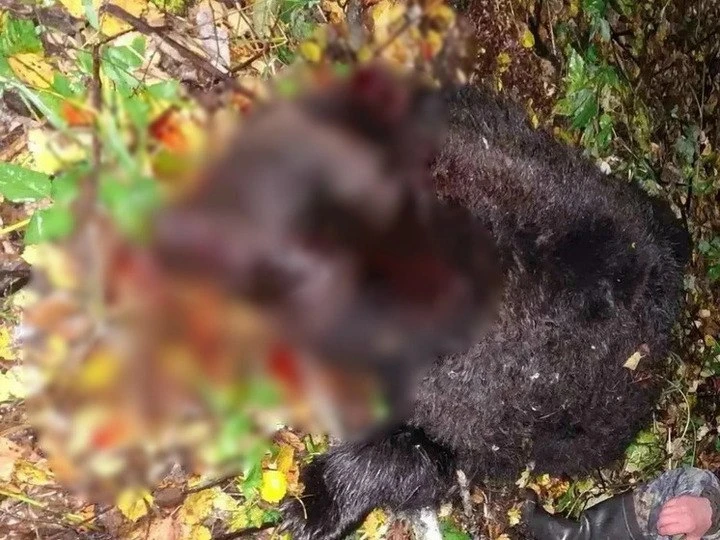 Напавшего на подростка в Солтонском районе медведя могли застрелить
