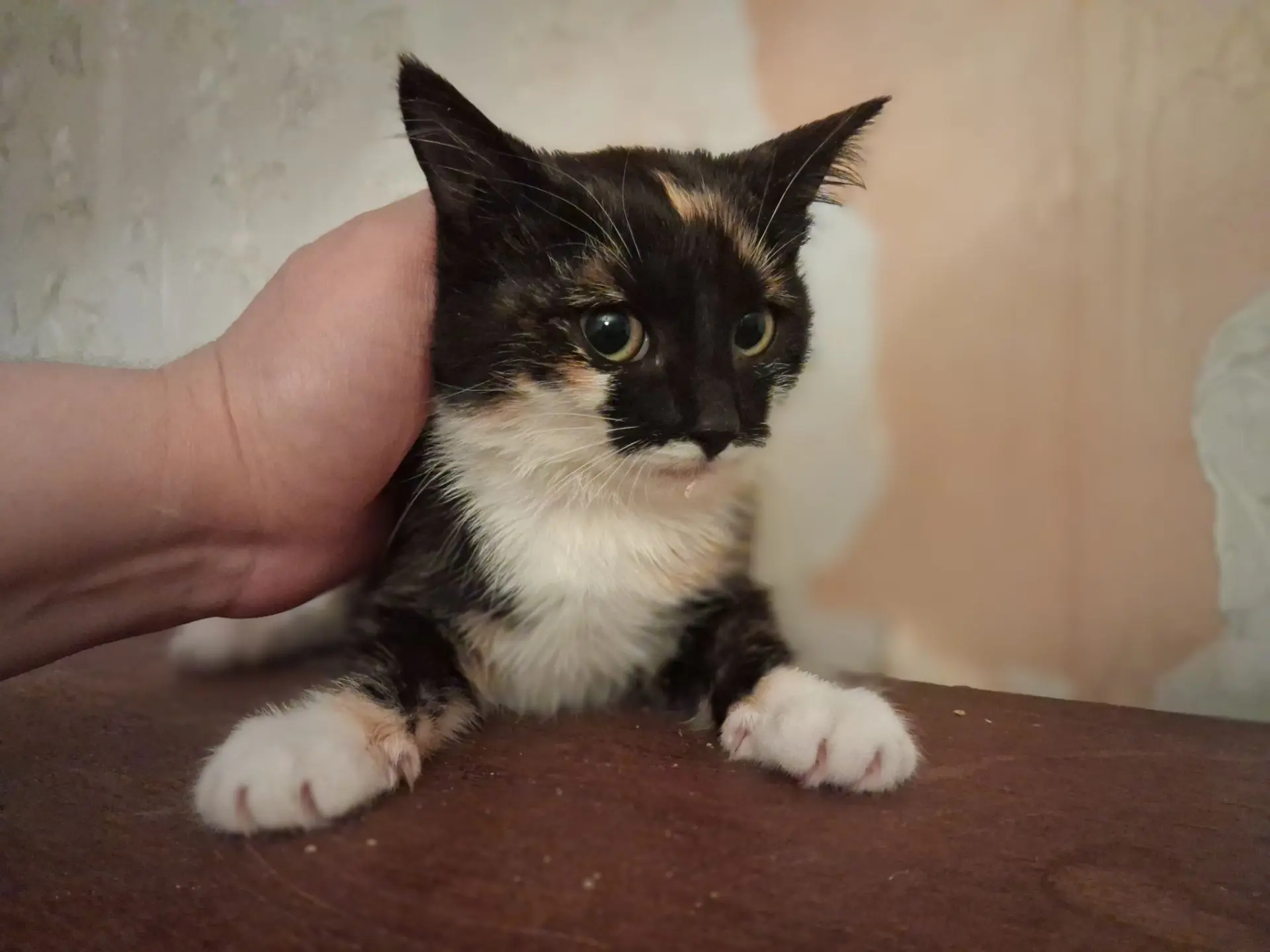 КИРА 🐾💝🏡