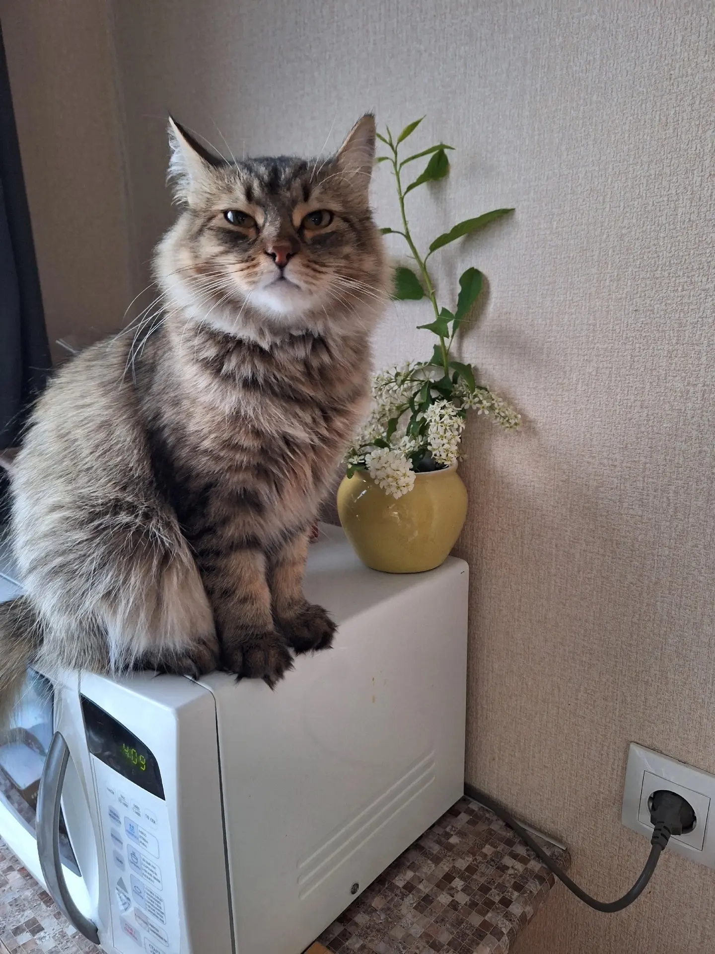 Потерялась пушистая кошка, окрас камышовый (п. Аять, Свердловская область)