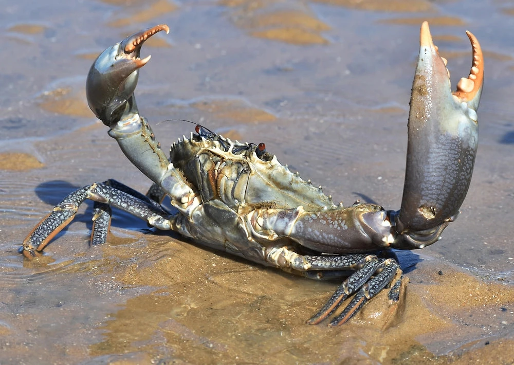 🦀 В Азовском море завёлся новый жилец — учёные нашли потенциально опасногогрязевого краба