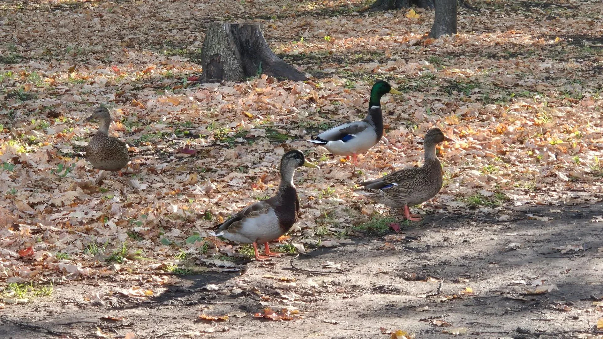 Доброе утро! 🦆
