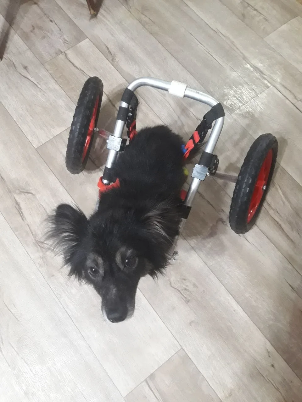 Бусику больно кушать, а Снуппи больно вставать🆘