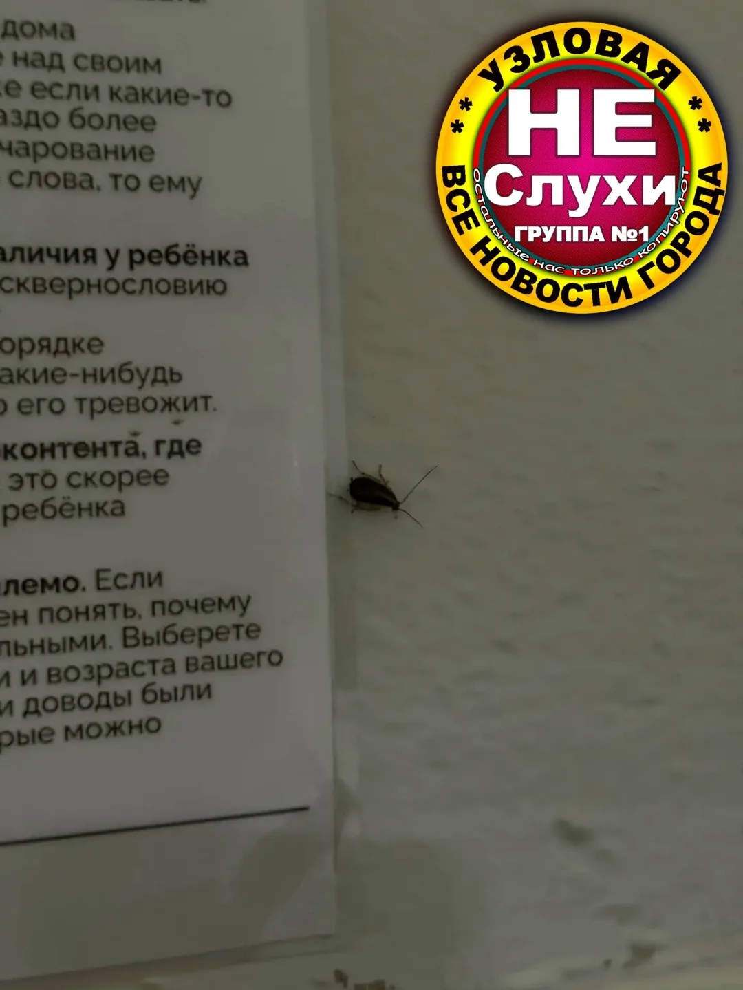 Санитарное состояние школы №7: тараканы в здании и риск для здоровья детей.