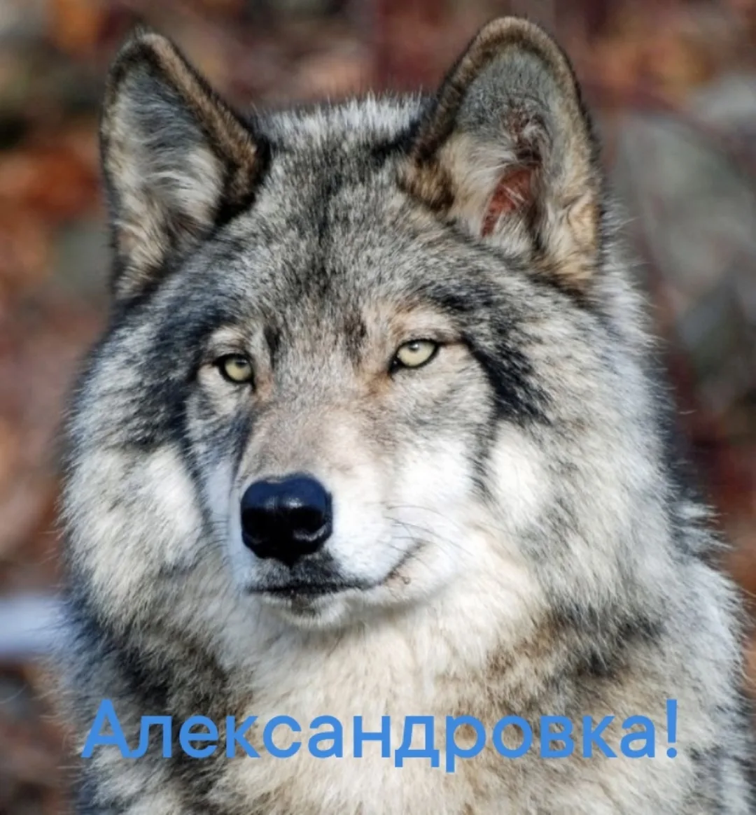 Уважаемые жители Александровки, Александровского района вступайте в группу  здесь вы мо...