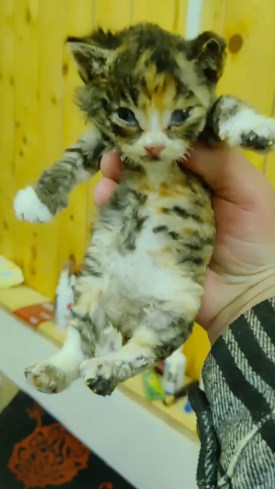 ❤️‍🩹 Обожженного котенка удочерили в Поронайске