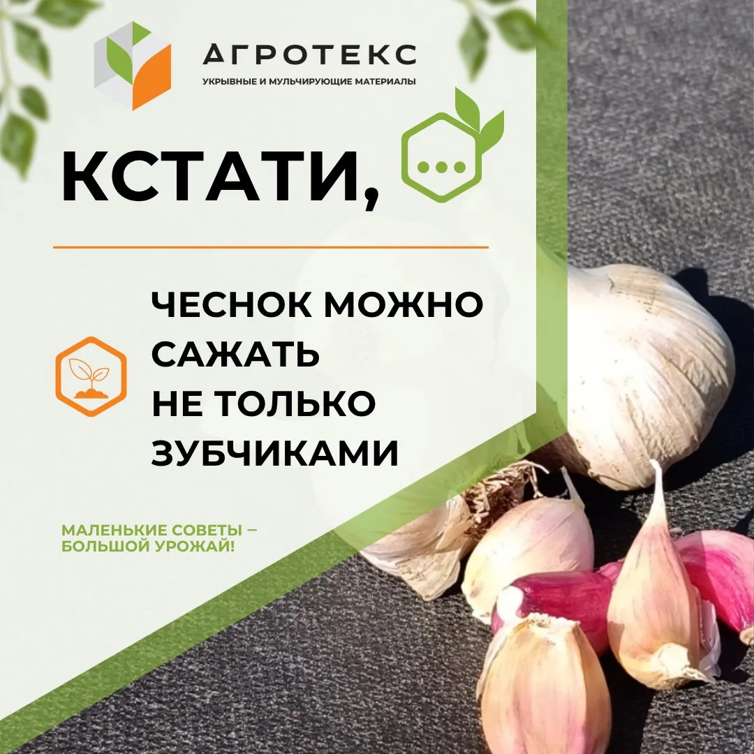 🧄 Если оставить стрелку с бульбочками, из них тоже можно вырастить чеснок. Правда, пол...