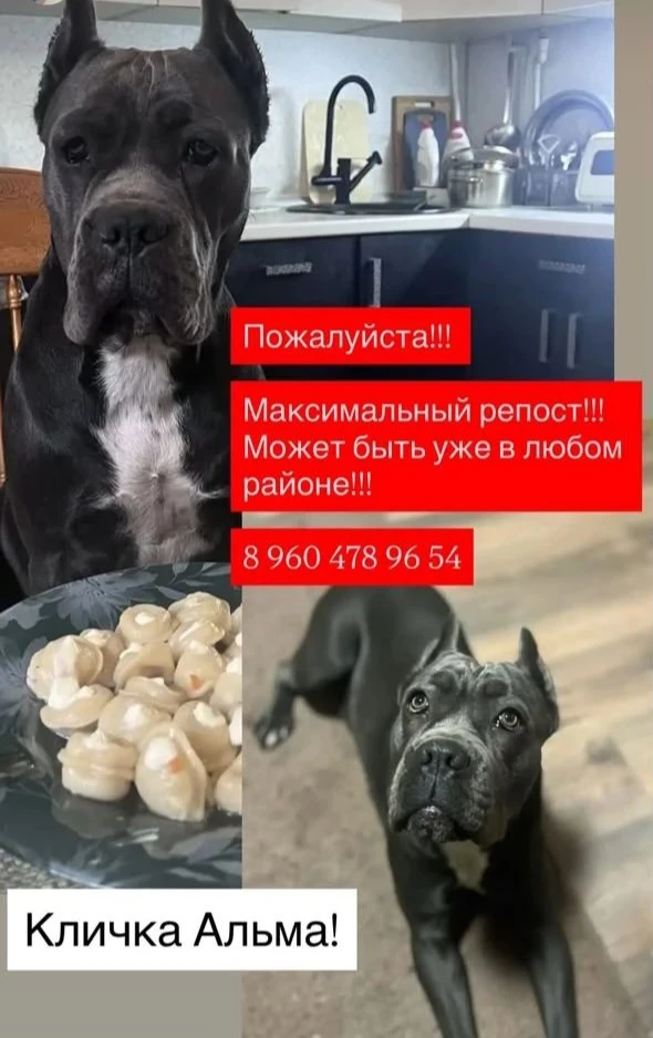 ‼️*Срочно!Хозяева разыскивают собаку.*