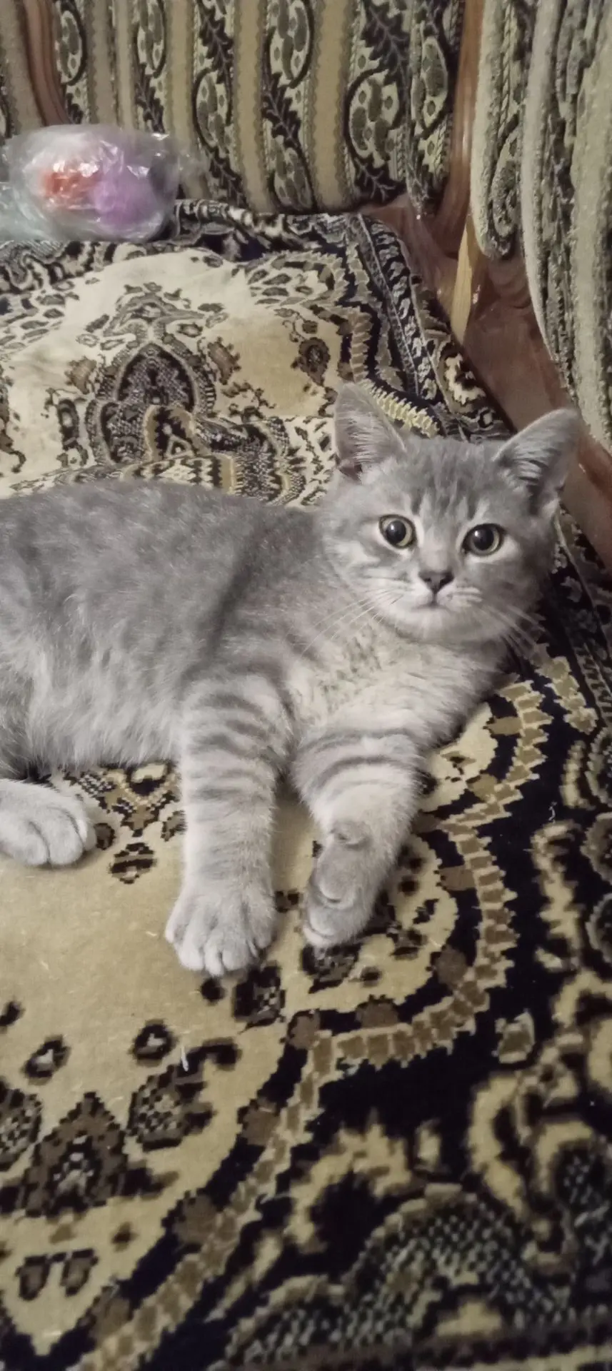 Котик в добрые руки. К лотку приучен. Кушает всё. 89524906003