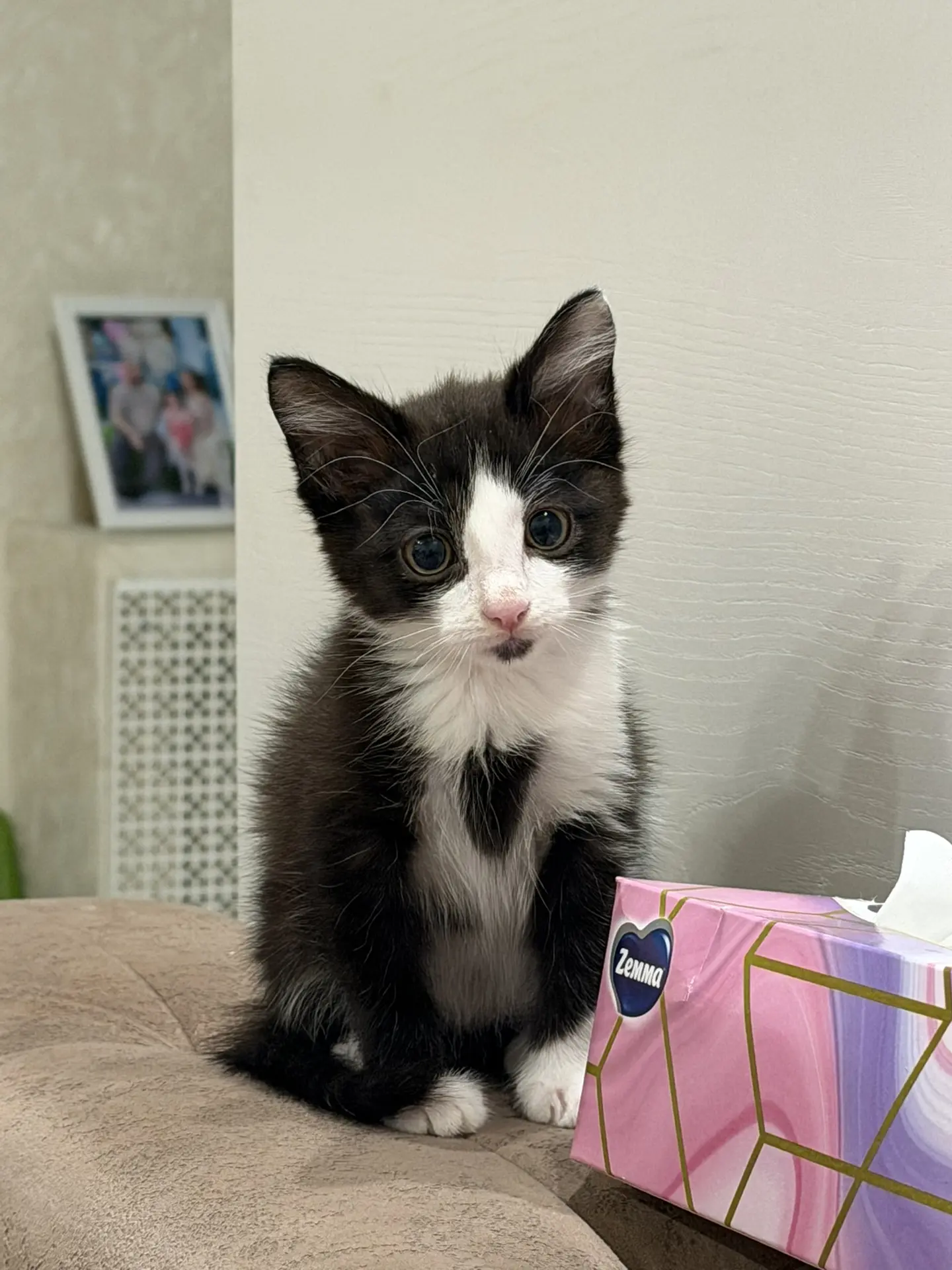 🐾 ОТДАМ КОШЕЧКУ 2 МЕСЯЦА В ДОБРЫЕ РУКИ — С ПОЛНЫМ ПРИДАНЫМ 🐾