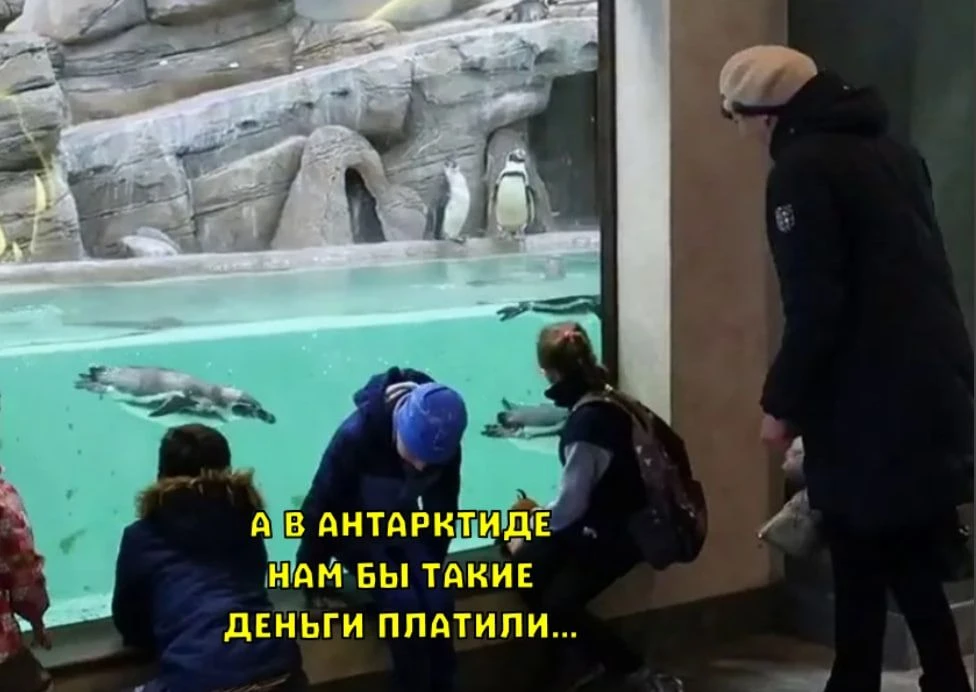 В Антарктиду ищут смотрителя пингвинов с зарплатой около 230 тысяч рублей