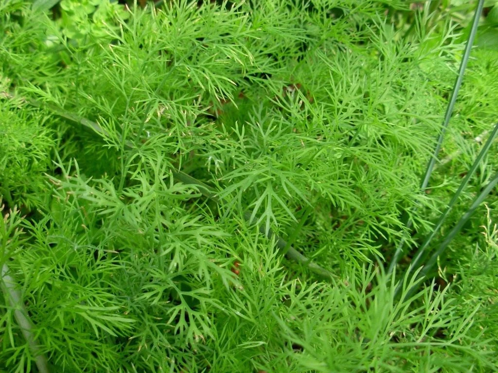 🌱 Укроп в народе именуют травой молодости, долголетия и здоровья! Это растение содержи...