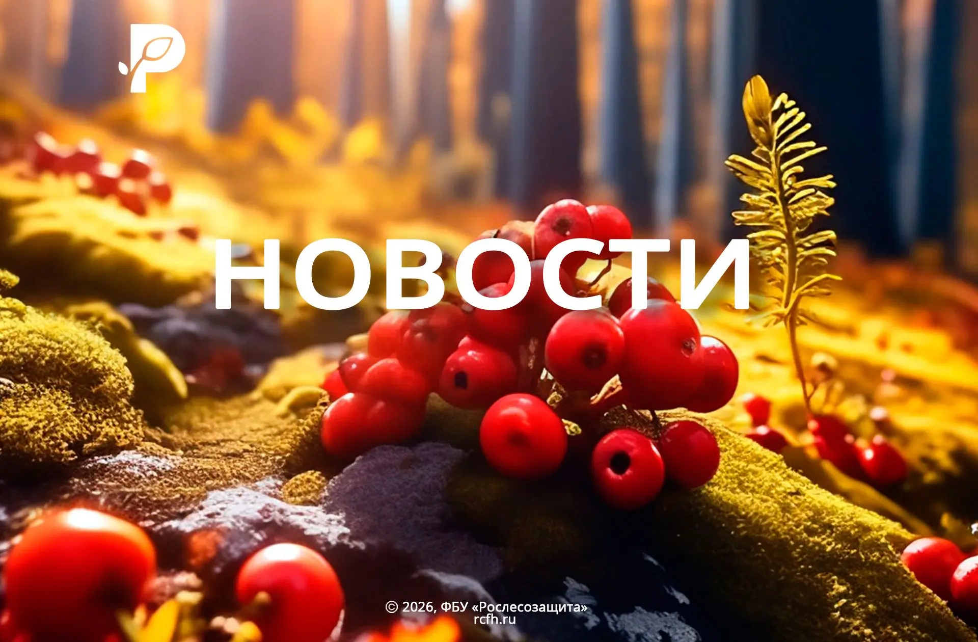 🟢 Волгоградские лесозащитники обследовали 577 тысяч гектаров в трех регионах