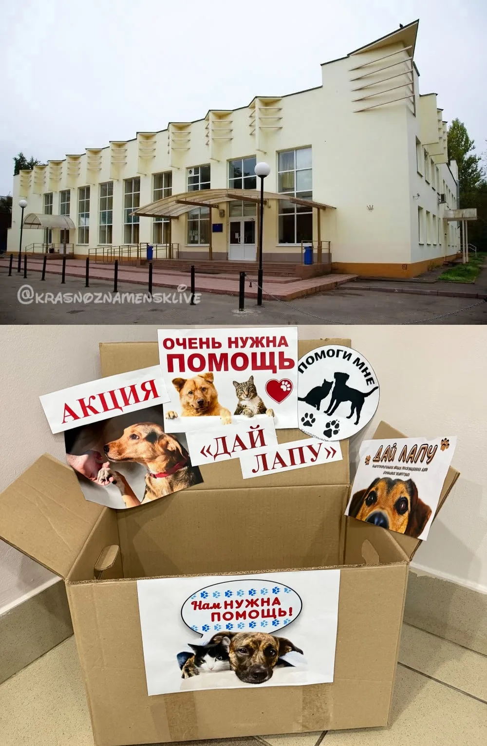 В Молодежном центре проходит акция «ДАЙ ЛАПУ».