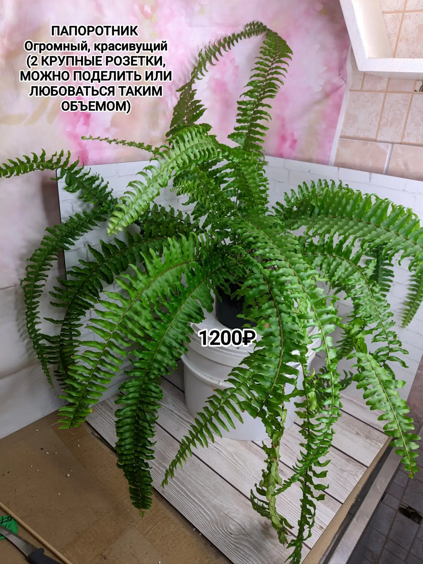 От подписчика Марина Гаврилова ЦВЕТЫ