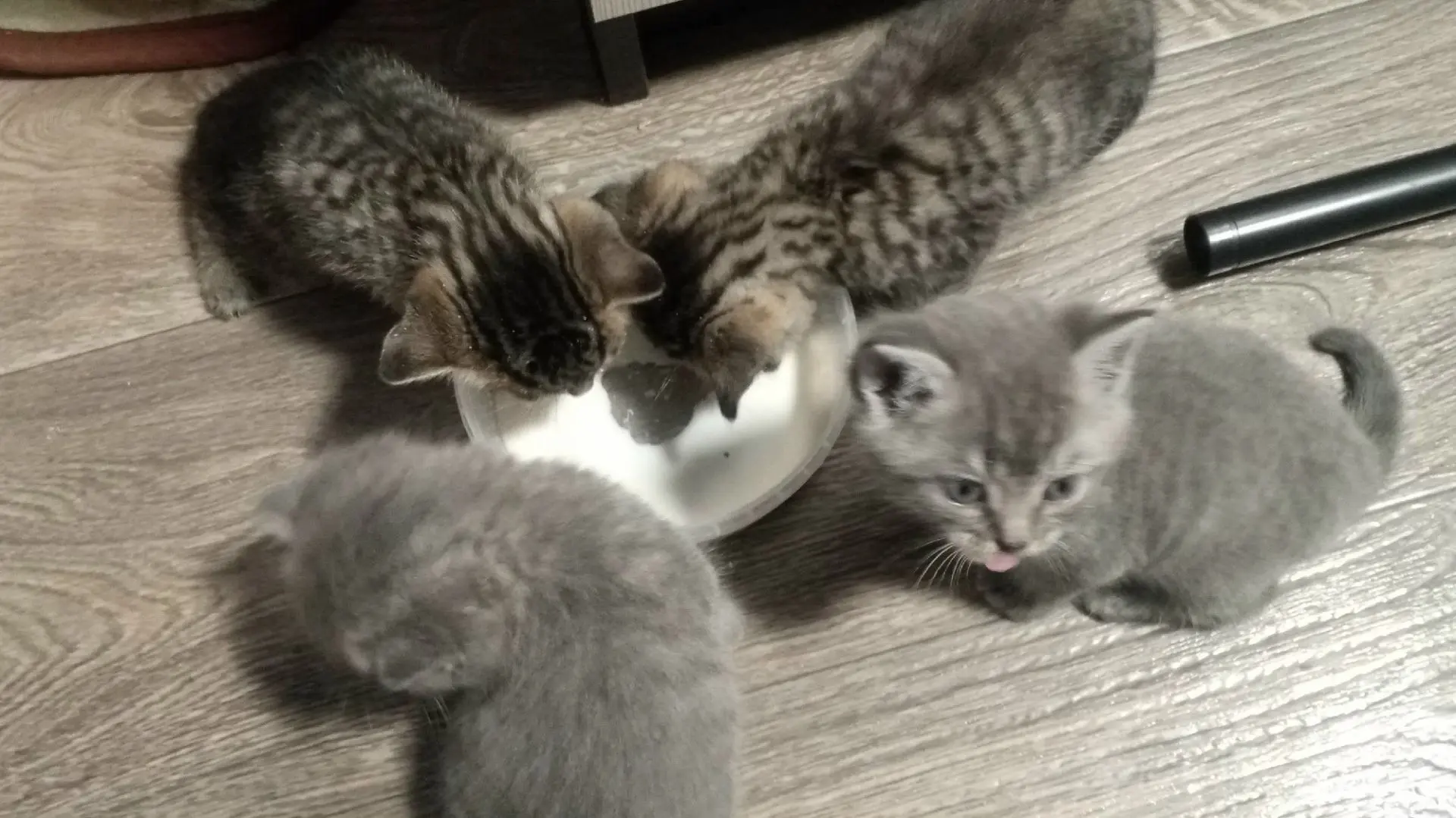 Отдам котят в добрые руки, кушают всё.