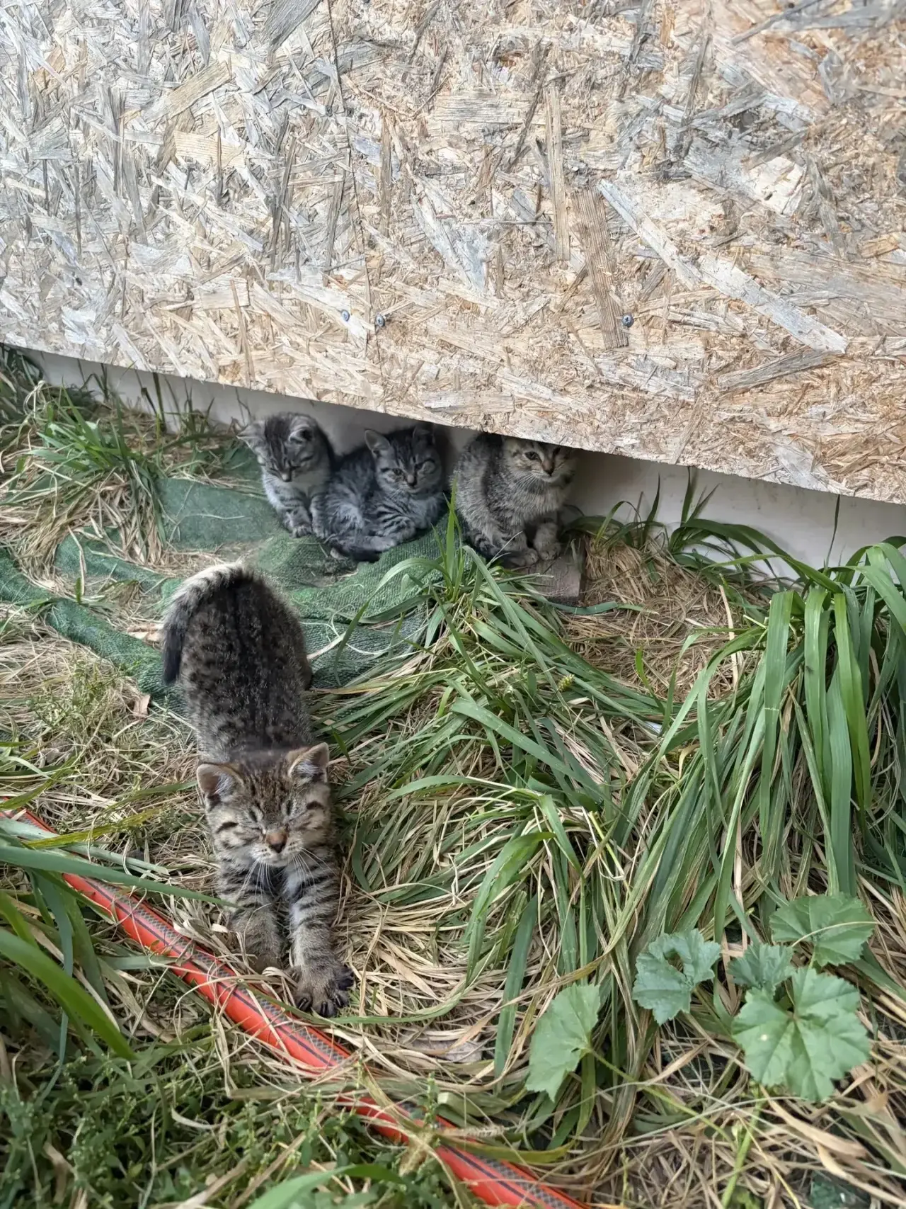 Отдам котят, остались два, серый и коричневый!