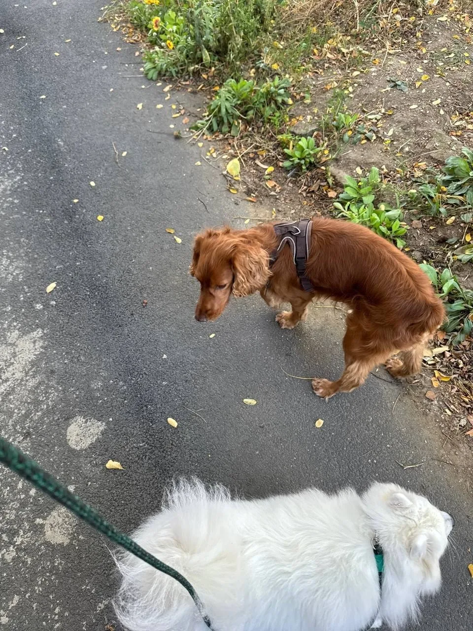 🐕 Рядом с юфу прям где остановка Добролюбовский переулок встретилась такая рыжая собак...