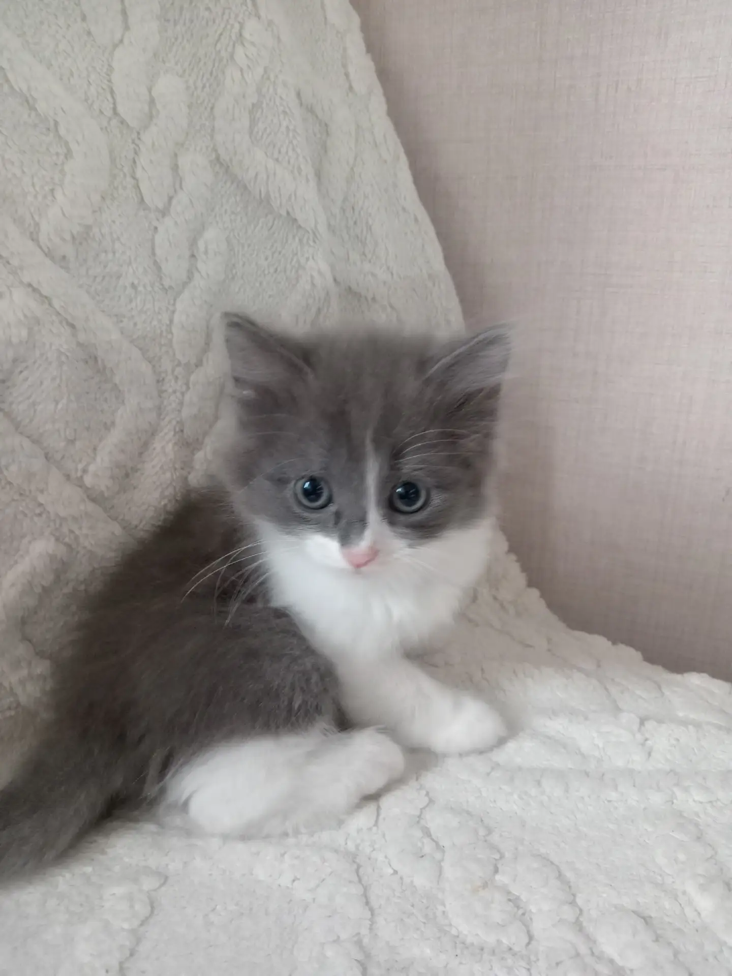 Остались 2 котенка, красивые, ко всему приучены, отдаём. 89000662787.