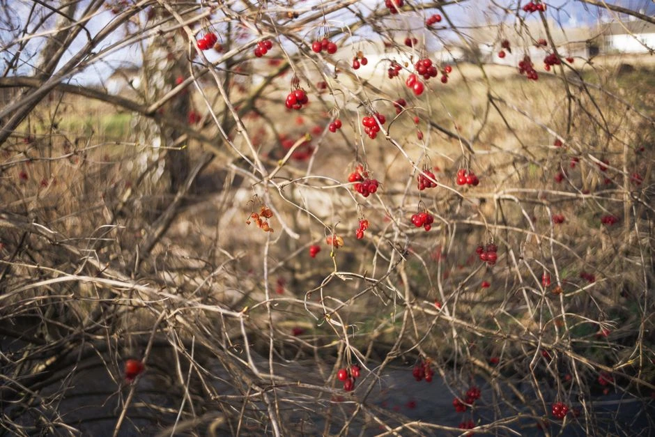 5 поздних ягод: сад не пустует до морозов 🍂