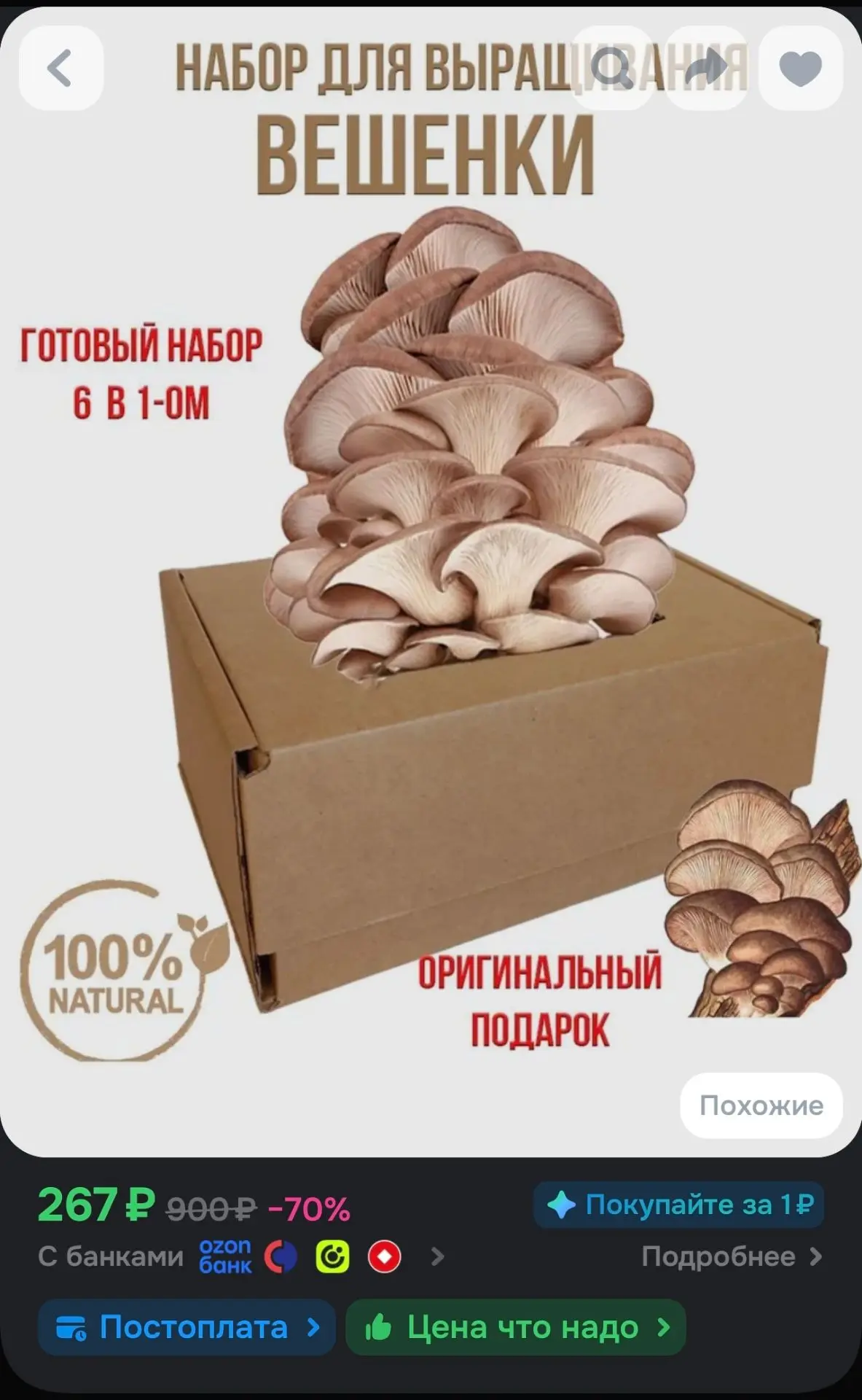 Домашняя грибница