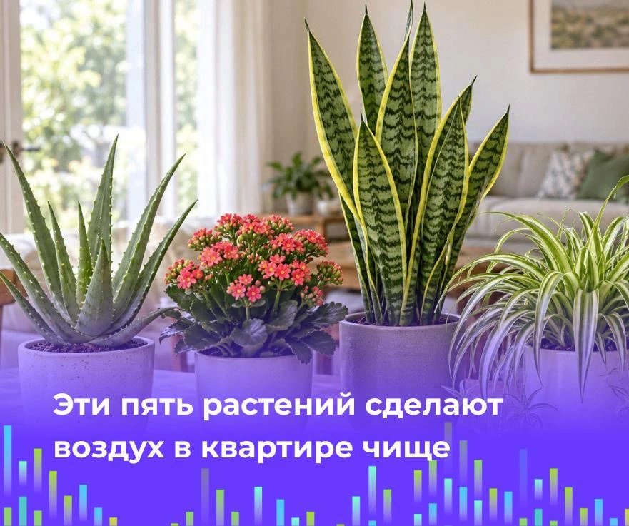 🪴 Эти пять растений сделают воздух в квартире чище